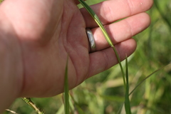 Setaria nigrirostris