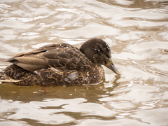 Anas platyrhynchos