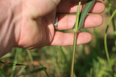 Panicum deustum