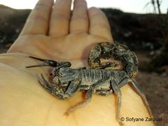 Androctonus bourdoni