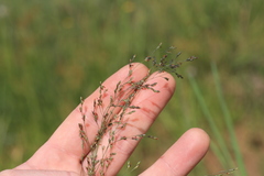 Panicum deustum