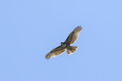 Buteo jamaicensis