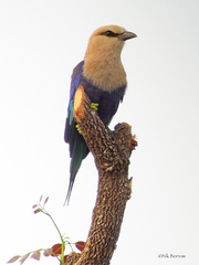 Coracias cyanogaster