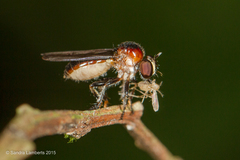 Oidardis