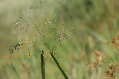 Panicum deustum