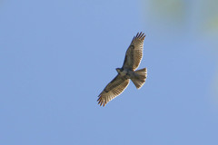 Buteo jamaicensis