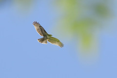 Buteo jamaicensis