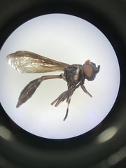 Salpingogaster