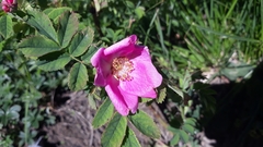 Rosa pendulina