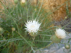 Ptilostemon gnaphaloides pseudofruticosus