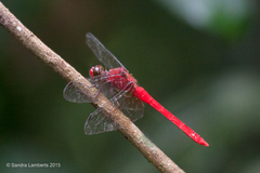 Rhodopygia cardinalis