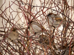 Passer domesticus
