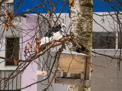 Columba livia domestica