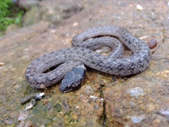 Macroprotodon brevis ibericus