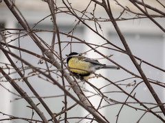 Parus major