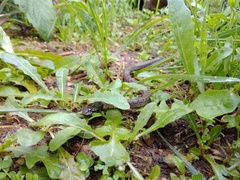 Macroprotodon brevis ibericus