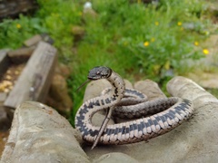 Macroprotodon brevis ibericus