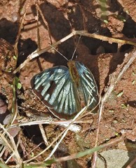 Dynamine postverta postverta