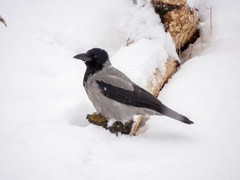 Corvus cornix