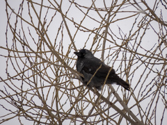 Corvus monedula