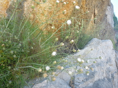 Ptilostemon gnaphaloides pseudofruticosus