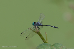 Micrathyria catenata