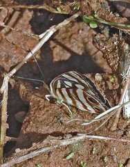 Dynamine postverta postverta