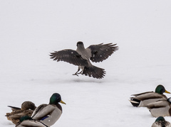 Corvus cornix