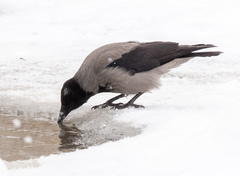 Corvus cornix