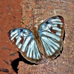 Dynamine postverta postverta