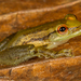 Coastal Lowland Snouted Tree Frog - Photo (c) sandralamberts, some rights reserved (CC BY-NC), uploaded by sandralamberts
