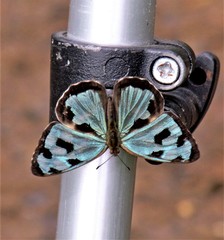 Dynamine postverta postverta