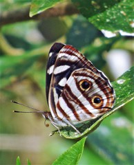 Dynamine postverta postverta