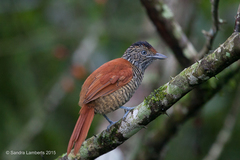 Thamnophilus palliatus