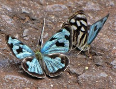 Dynamine postverta postverta