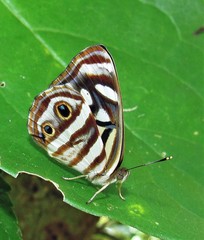 Dynamine postverta postverta