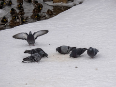 Columba livia domestica