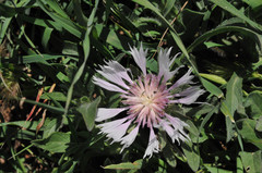 Centaurea pullata