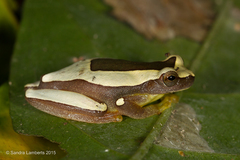 Dendropsophus elegans