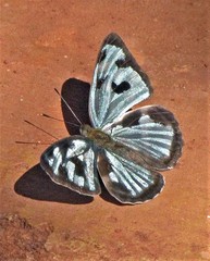 Dynamine postverta postverta