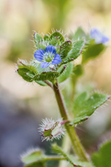 Veronica triloba