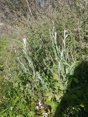 Helichrysum sanguineum