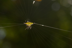 Gasteracantha rhomboidea madagascariensis