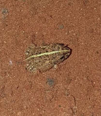 Pyxicephalus edulis