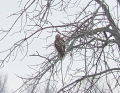 Buteo jamaicensis