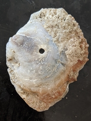 Tedinia pernoides