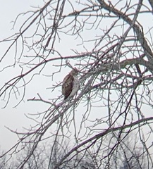 Buteo jamaicensis
