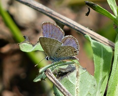 Hemiargus hanno hanno