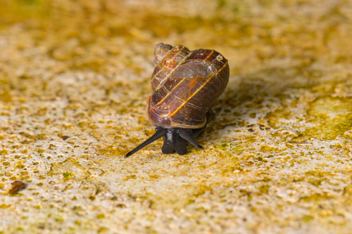 Tropidophora deliciosa