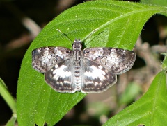Chiomara asychis autander